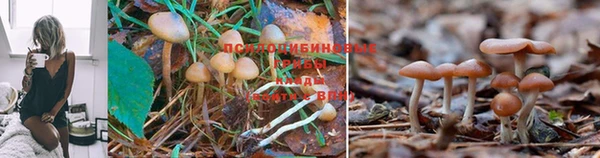 ГАЛЛЮЦИНОГЕННЫЕ ГРИБЫ Верхний Тагил