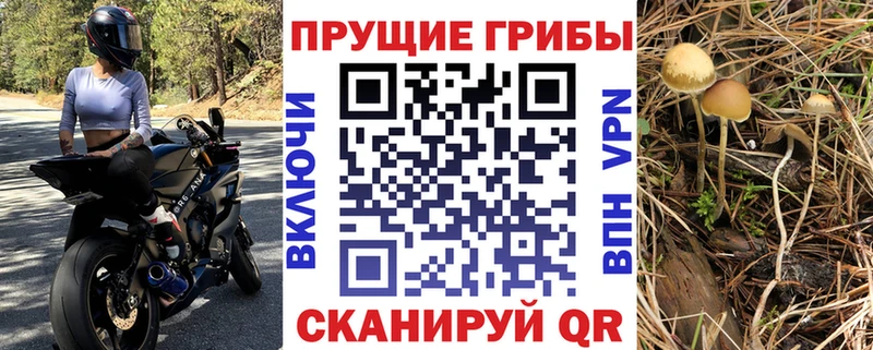 Псилоцибиновые грибы Psilocybe  Егорьевск 